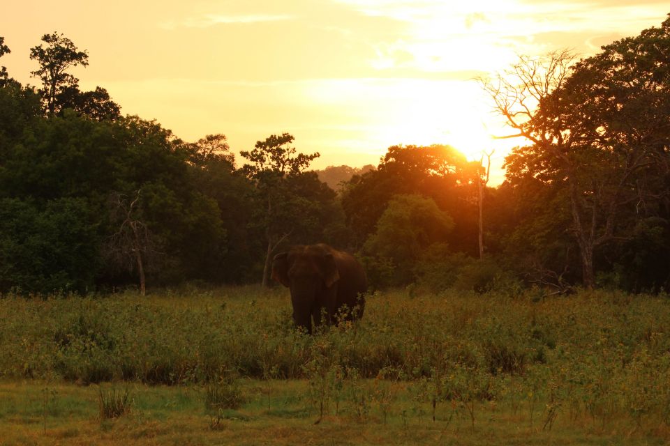 Minneriya: Minneriya National Park Private Safari - Pickup and Drop-off