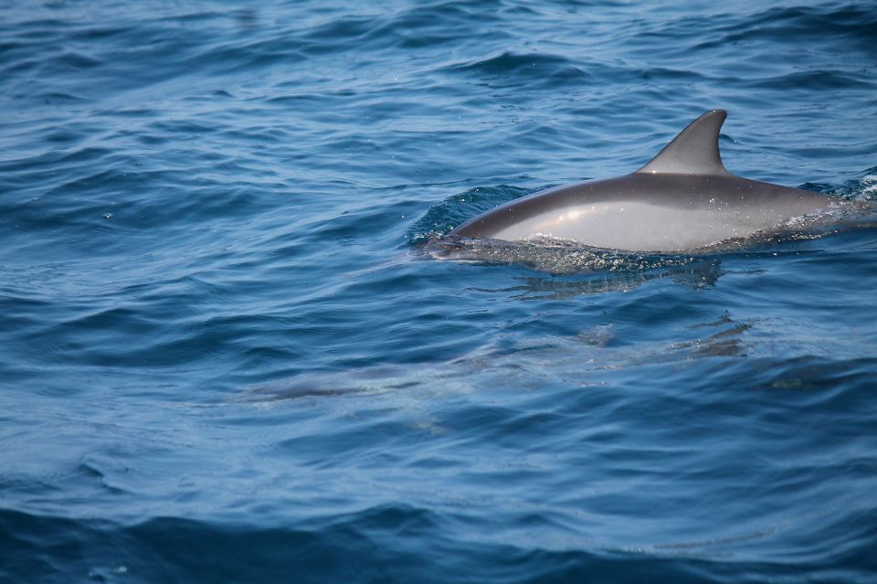 Mirissa: Morning Whale Watching Tour - Breakfast Offerings