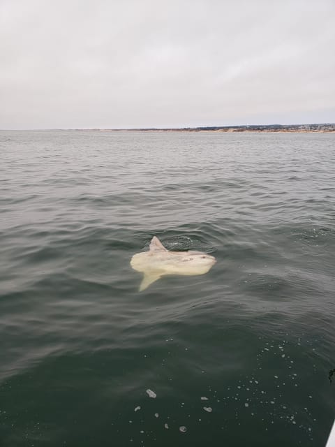 Monterey: Private Whale Watching/Sailing Tour for 6 - Important Booking Information