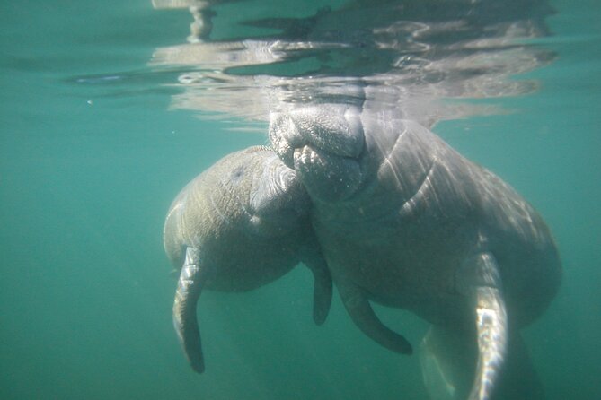 Morning Swim and Snorkel With Manatees-Guided Crystal River Tour - Tips for a Great Experience