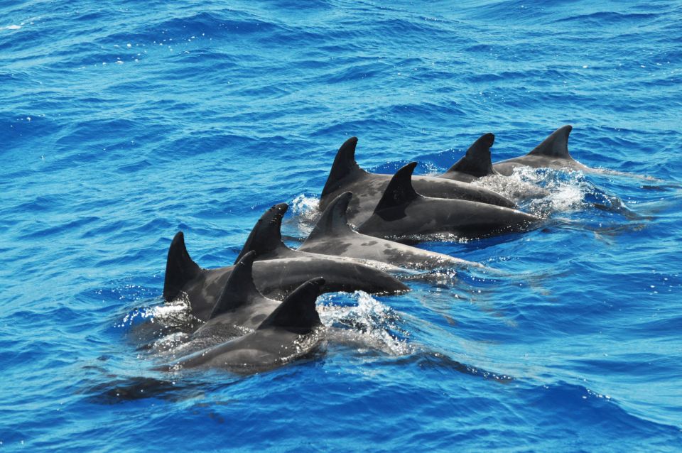 Morro Jable: Dolphin & Whale Watching Cruise, Drinks & Swim - Traveler Experiences