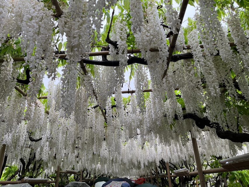 Most Beautiful Great Wisteria in the World - Visitor Tips and Recommendations