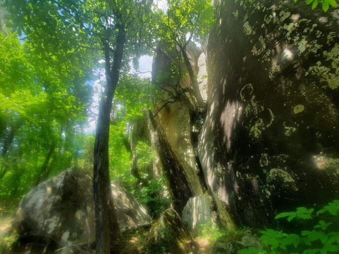 Mountain Train Experience Hiking & Mystic Forest (From Nice) - Booking and Cancellation Policy