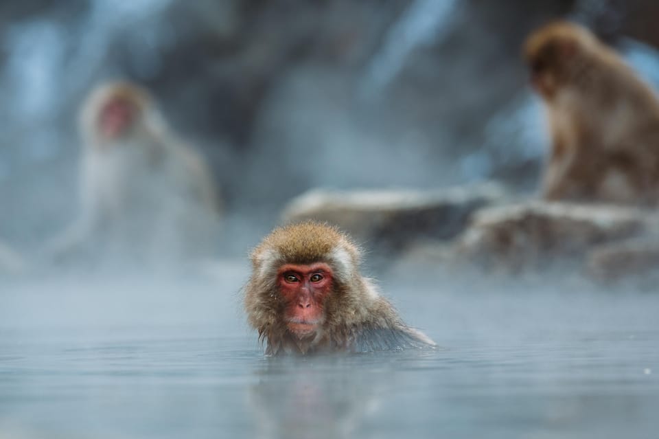 Nagano: Snow Monkey Park, Zenkoji One Day Private Tour - What to Bring