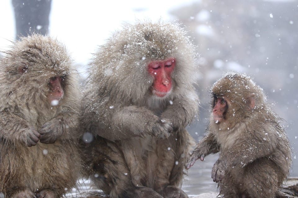 Nagano: Snow Monkeys, Zenkoji Temple & Sake Day Private Tour - Important Information