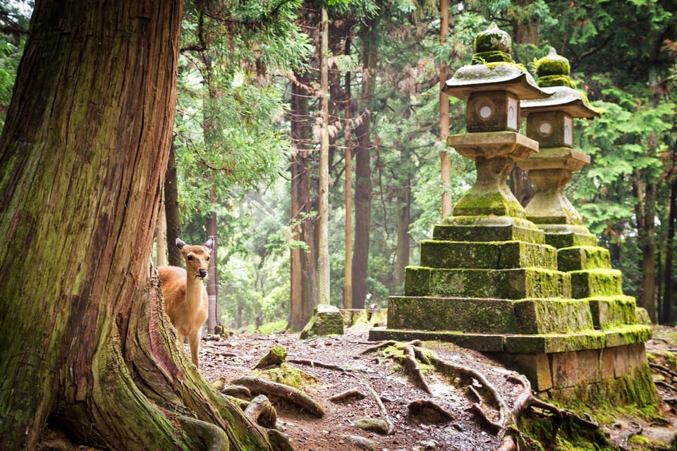 Nara: Explore Kasuga Taisha Shrine in Just 90 Minutes. - Important Booking Information