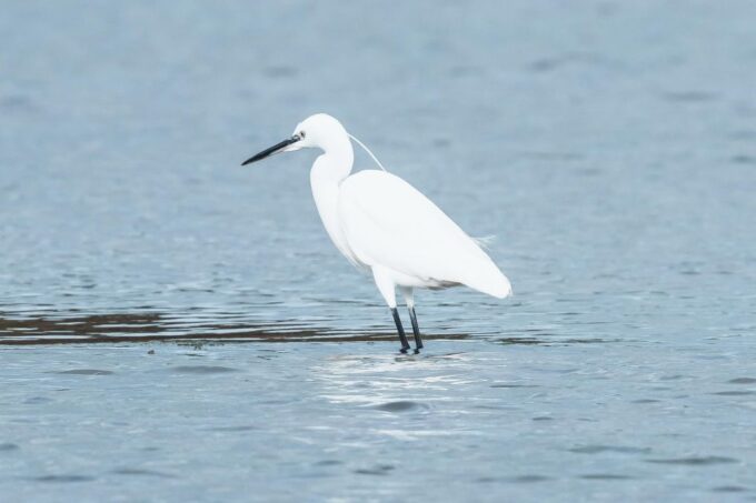 Natural Park of Albufera Des Grau: Hiking & Bird Watching - Booking and Reservations
