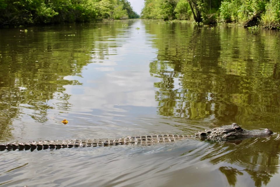 New Orleans: 6 Passenger Premium Airboat Swamp Tour - Frequently Asked Questions