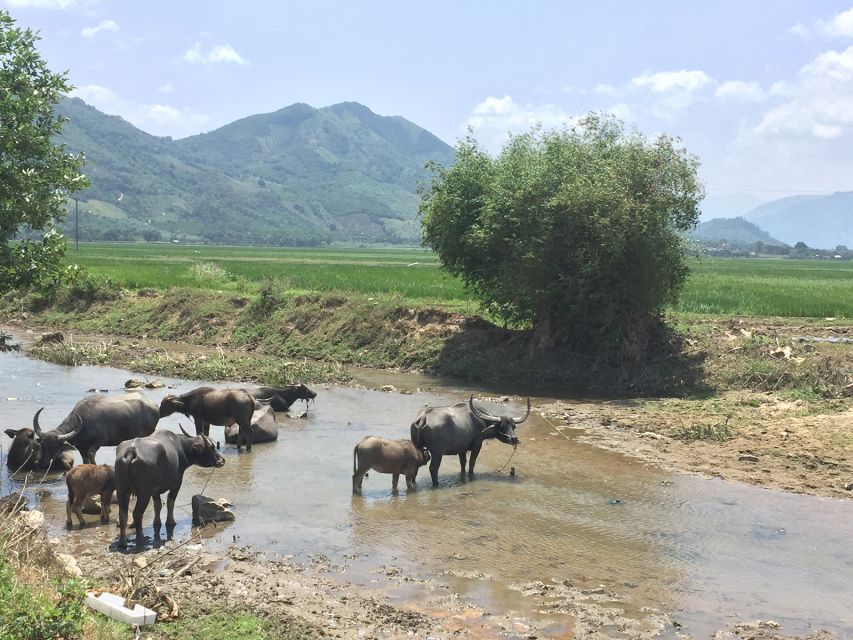 Nha Trang: Top Sightseeing Tanyoli SandHill & Spa Mudbath - Tour Inclusions and Exclusions