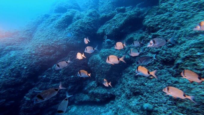 Nice: Speedboat Day Trip With Snorkeling in Villefranche Bay - Customer Ratings and Reviews