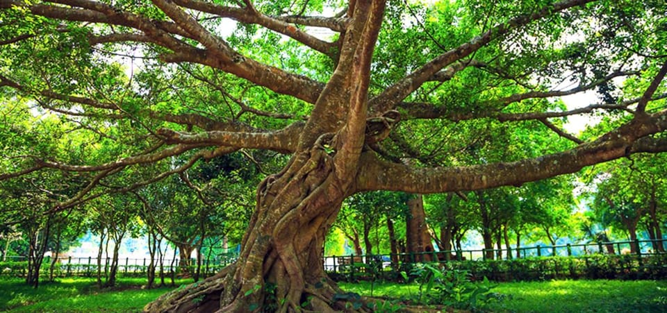 Ninh Binh: Explore Cuc Phuong National Park Full Day - Picnic Lunch