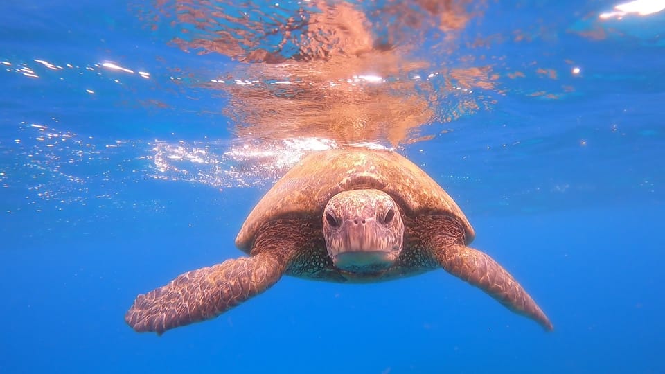 Oahu: Marine Ecology Snorkel Tour - Safety Measures and Guidelines