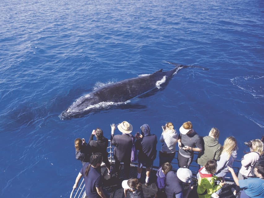 Oahu: Whale Watching Excursion From Ala Wai Harbor - Customer Reviews and Ratings