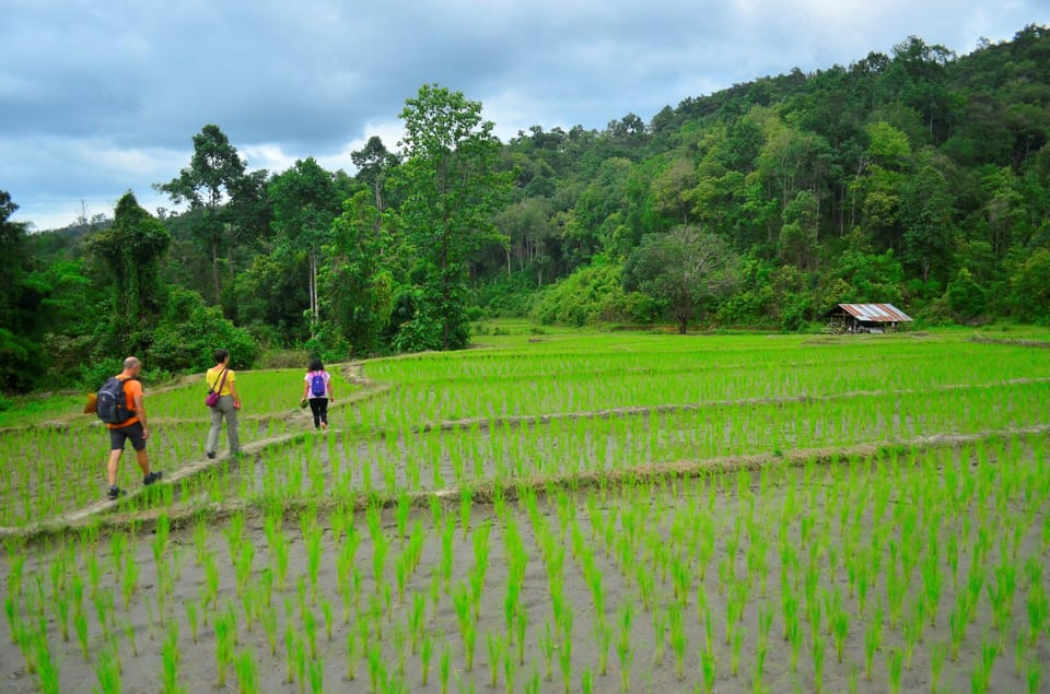 One Day Hiking Tour in Chaing Mai - Availability and Booking