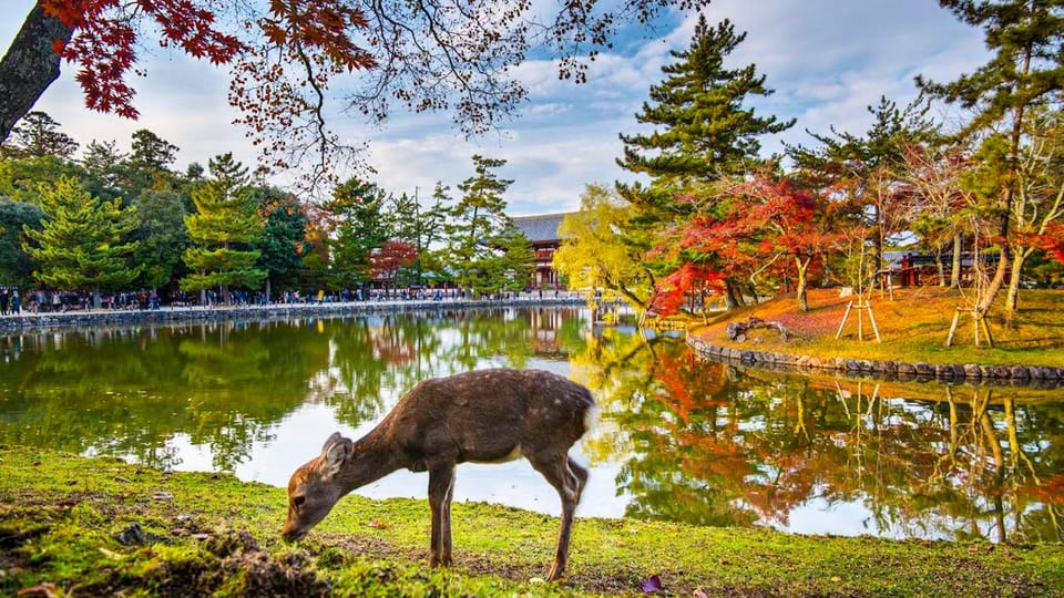 One Day Private Customized Self-Guided Tour in Nara - Accessibility Features