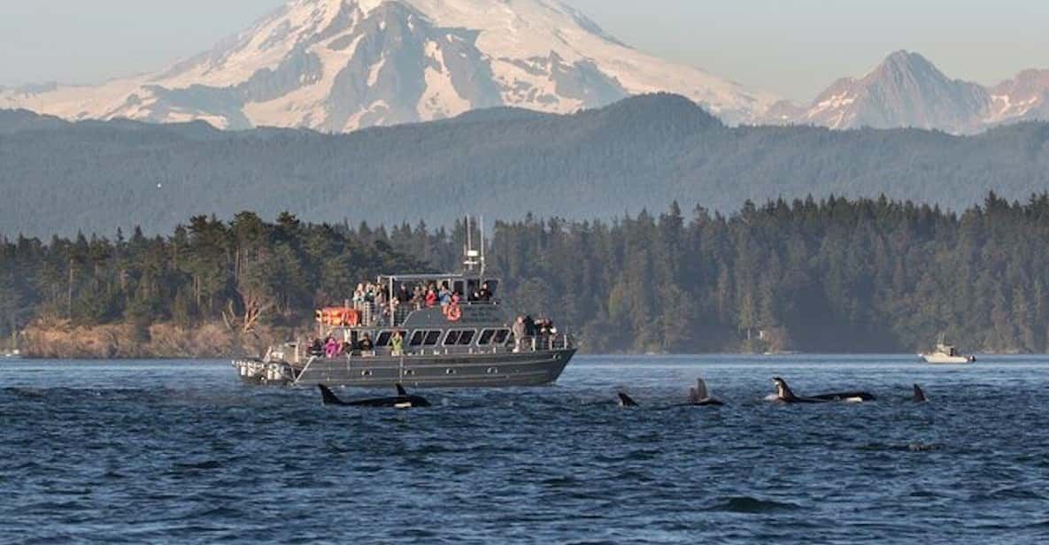 Orcas Island: Whale and Orca Guided Speedboat Tour - Booking and Cancellation