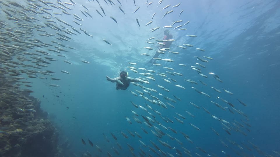 Oslob Whale Shark & Moalboal Snorkeling - Booking and Inclusions