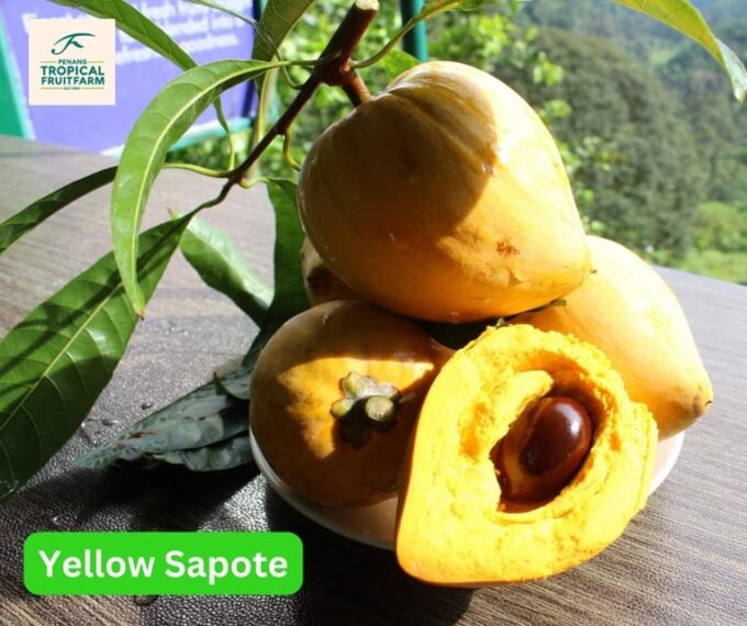 Penang: Tropical Fruit Farm Ticket - Sustainable Practices Emphasis