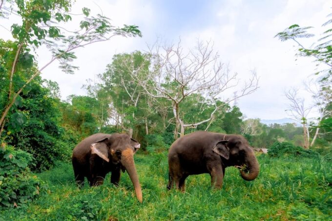 Phuket: Elephant Sanctuary Gentle Giants Feeding Adventure - Safety Precautions