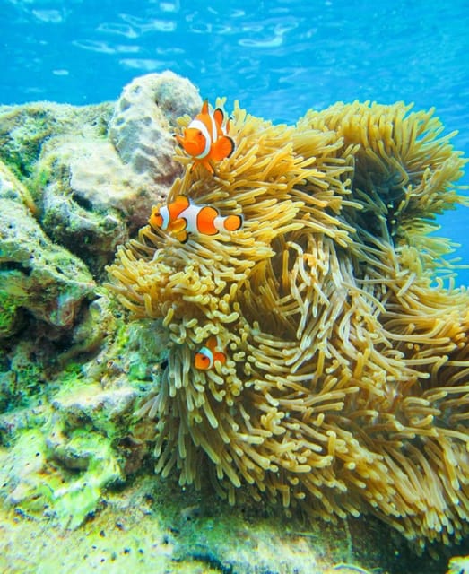 Phuket or Khao Lak: Surin Islands & Moken Village Day Trip - Snorkeling Locations