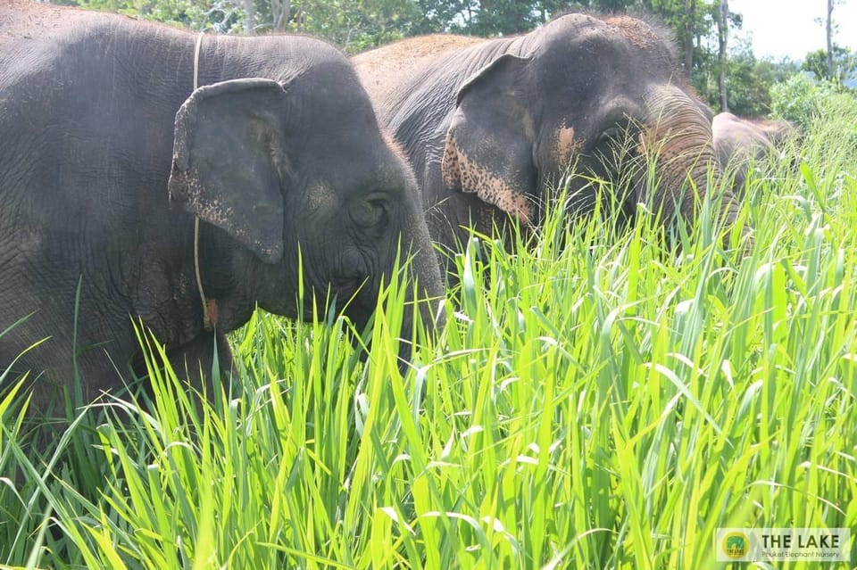 Phuket: Walk and Plant at Elephant Nature Park Visit - Pricing and Availability