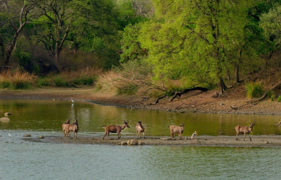 Pokhara: 3-Day Culture Wildlife and Jungle Safari Experience - Exclusions to Consider