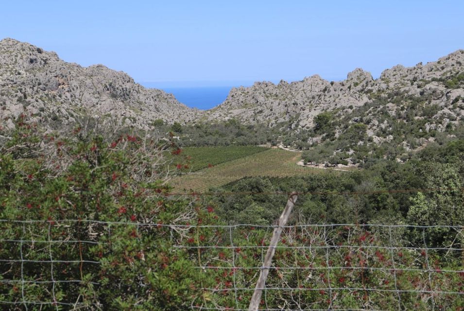 Pollensa Market and Lluc Monastery - Meeting Point and Directions