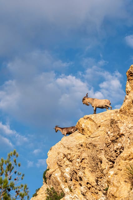 Port Andratx: Hiking Tour Into the Sunset to Sant Elm - Main Stops: Viewpoint, Sant Elm