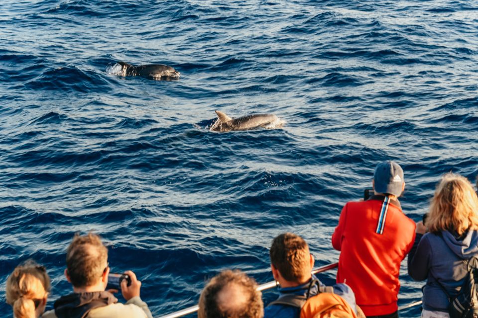 Port Dalcudia: Sunrise at Sea & Dolphin Watching Boat Tour - Meeting Point and Departure