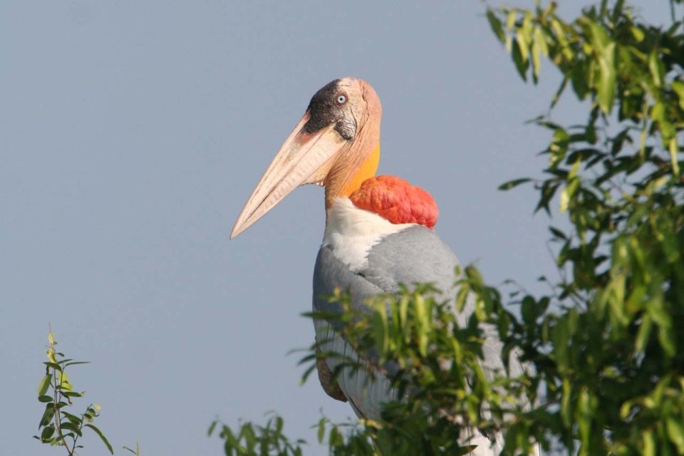 Prek Toal Bird Sanctuary and Great Lake Tour in Cambodia - Tips for a Successful Visit