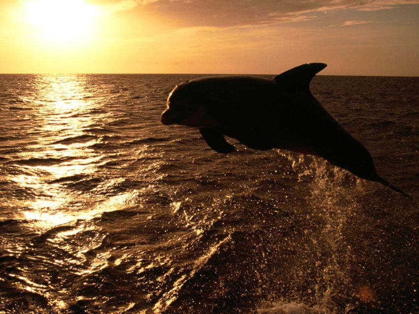 Private Panorama With Snorkeling and Dolphins Tour in Poreč - Snorkeling in Lim Fjord