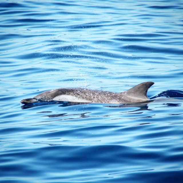 Puerto Colon : Whale & Dolphins Sailing Excursion - Pricing and Booking