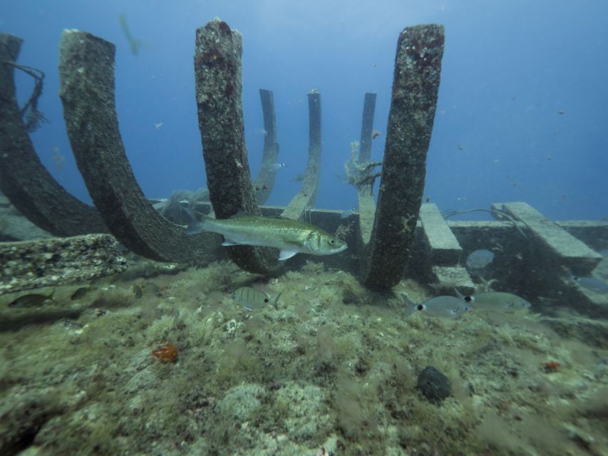 Puerto De Mogán: Submarine Tour - Additional Information