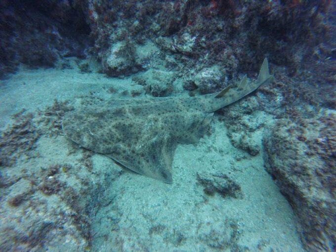 Puerto Del Carmen: Try Suba Diving With 2 Dives and Photos - Pricing