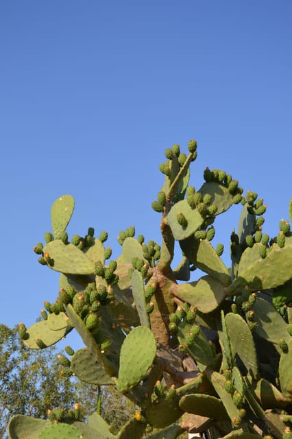 Puglia: Gin Distillery Tour in a 19TH Century Pajara - Origins and Evolution of Gin