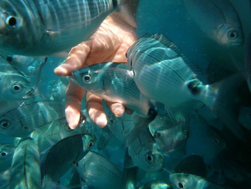 Pula: Bike Tour of Ancient Pula & Aquatic Adventures - Exploring Coves and Beaches