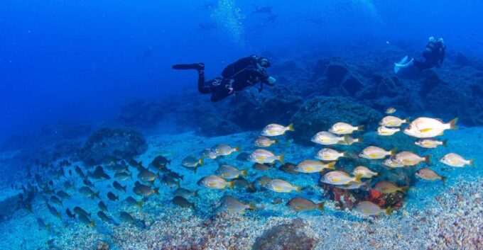 Radazul: Diving Trip in Radazul Bay With Drinks - Restrictions and Meeting Point
