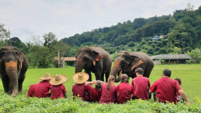 Rantong Elephant Sanctuary Chiangmai - Ethical Considerations