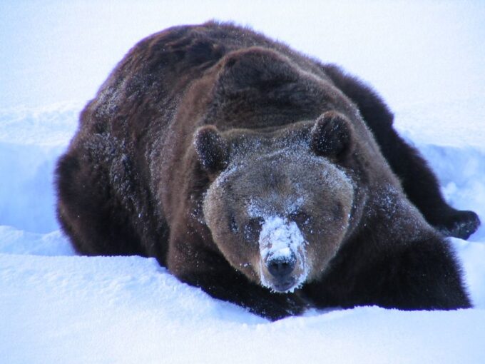 Ranua Wildlife Park Guided Tour From Rovaniemi - Preparing for Your Visit