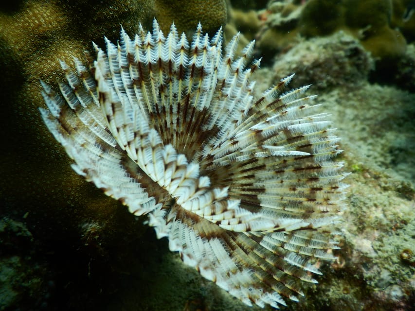 Red River Tour - Scuba Diving At Roi Island Phu Quoc - Additional Activities