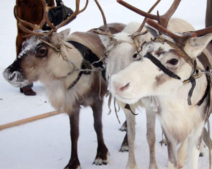 Reindeer Sledding Tour and Visit to the Husky Kennel - Frequently Asked Questions