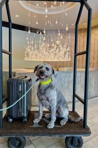 Renaissance Phoenix Downtown Hotel - Frequently Asked Questions