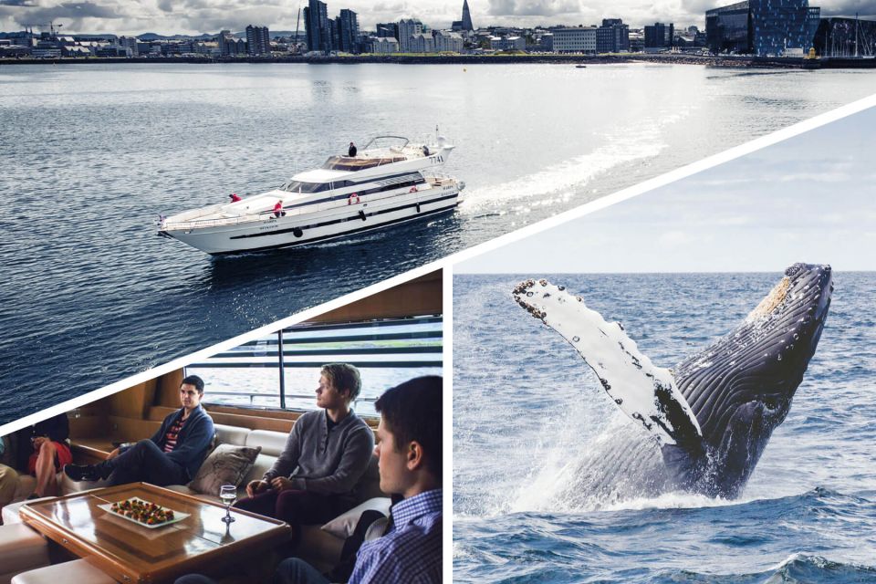 Reykjavik: Whale Watching and Dolphin Watching Yacht Cruise - Best Time for Whale Watching