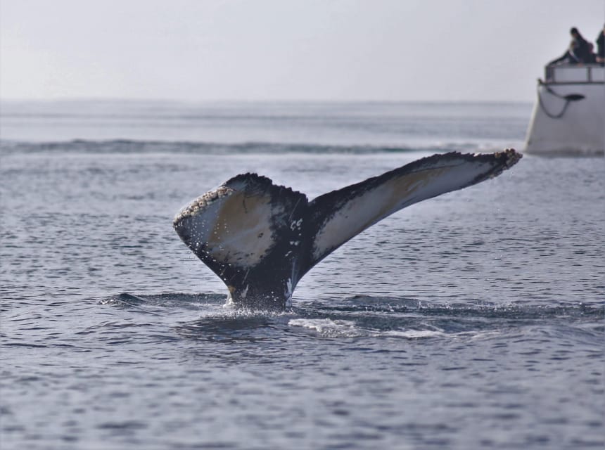 Reykjavik: Whale Watching Morning Expedition - Customer Experiences