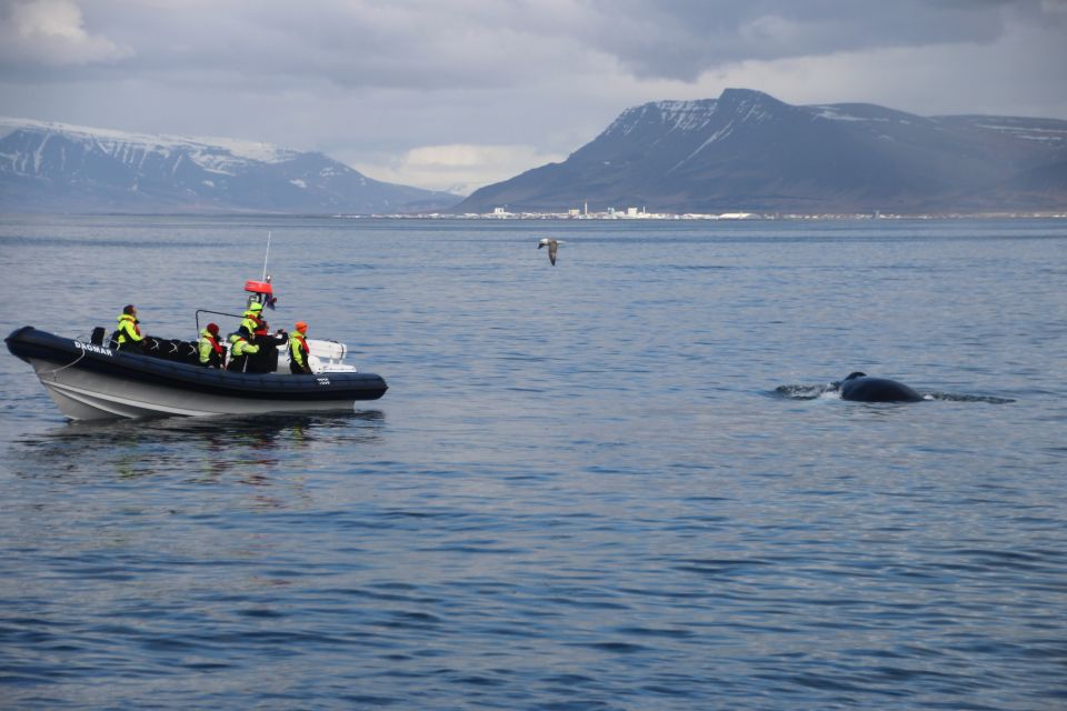 Reykjavik: Whale Watching Tour by RIB Boat - Booking Information