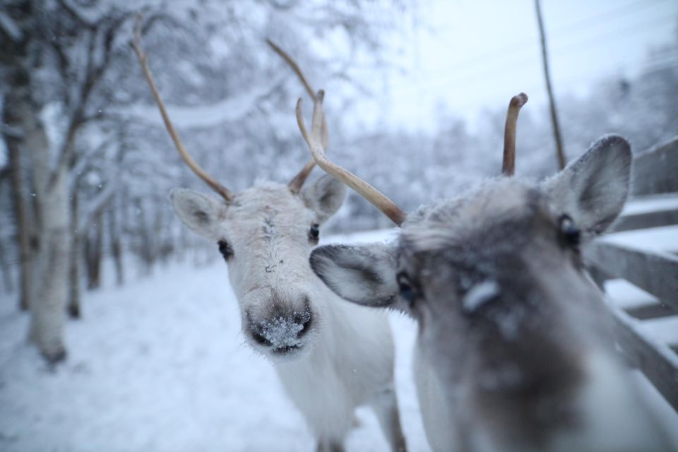 Rovaniemi: Santa Claus Village Tour Huskies & Reindeer Visit - Frequently Asked Questions