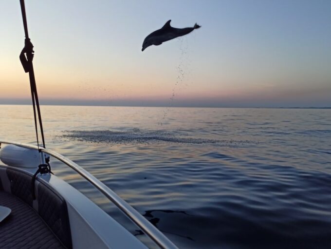 Rovinj: Dolphin Watching Sunset Speedboat Trip With Drinks - Restrictions and Considerations