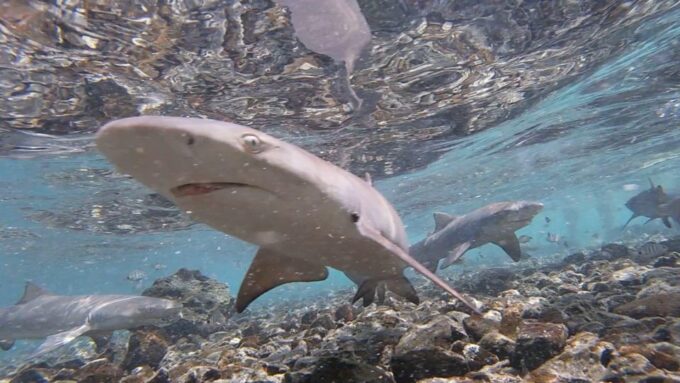 Sal: All-Inclusive Salt Lake, Blue Eye and Shark Bay Tour - Cancellation Policy