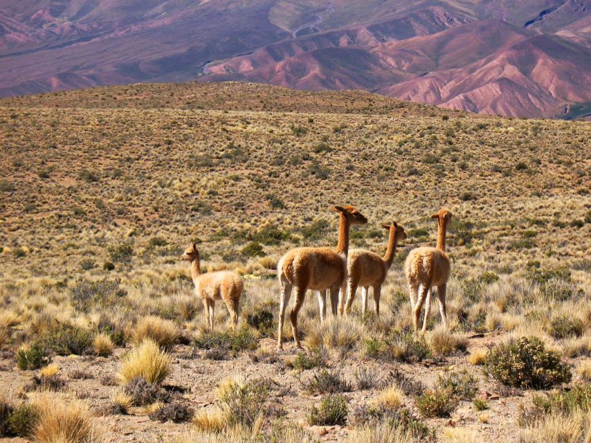 Salta: Quebrada De Humahuaca and Purmamarca Day Trip - What to Bring