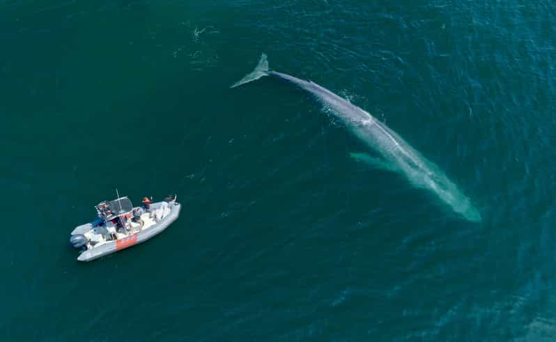 San Diego: Whale and Dolphin Watching Speedboat Tour - Booking and Cancellation Policy